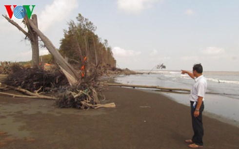 Rừng phi lao hàng chục năm tuổi ở Trà Vinh bị sóng biển đánh bật gốc (Ảnh: Hữu Trãi)