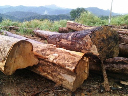Một trong những điểm tập kết gỗ khai thác để chuyển đổi sang trồng cao su (Ảnh: Lê Phi Long/Lao Động)