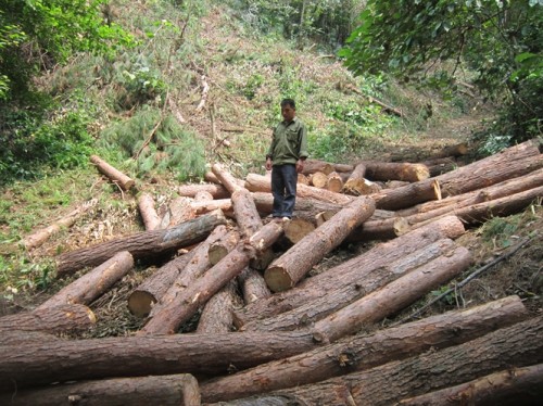 Người dân xóm Chắm Ché trước đống gỗ thông rừng phòng hộ mới bị chặt hạ (Ảnh: nongnghiep.vn)