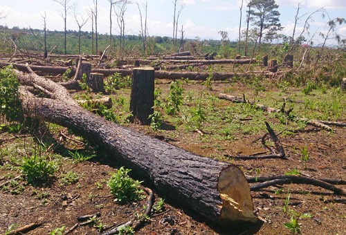 Hiện trường vụ chặt hạ trái phép 207 cây thông trên 30 năm tuổi tại Khoảnh 1, Tiểu khu 466 thuộc địa bàn xã Lộc Tân, huyện Bảo Lâm, Lâm Đồng (Ảnh: Nguyễn Dũng/ TTXVN)
