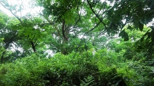 Với 13,86 triệu ha rừng, dự tính Việt Nam có thể nhận được khoảng 80-100 triệu USD mỗi năm từ việc bán quyền phát thải khí nhà kính cho các nước công nghiệp (Ảnh: Nhân Dân)