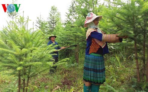 Vợ chồng anh Vàng Seo Măng đang chăm sóc rừng cây sa mộc (Ảnh: VOV.VN)