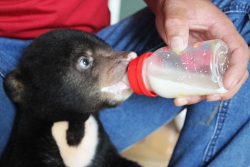 Chú gấu Murphy được nhân viên chăm sóc bằng sữa (Ảnh: Chinhphu.vn)
