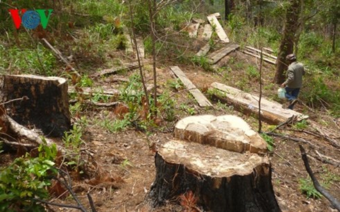 Càng vào sâu càng có nhiều bãi khai thác gỗ trái phép (Ảnh: Việt Quốc)