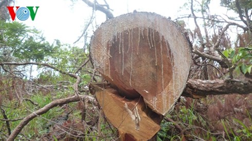 Phần ngọn của một cây thông cổ thụ vừa bị cưa hạ còn dính đầy nhựa (Ảnh: Việt Quốc)