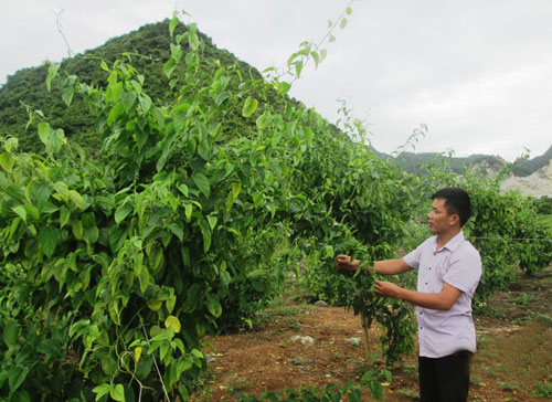 Vườn cây sachi trồng tại trang trại của ông Dương Quốc Huy ở xã Đông Sơn, TP Tam Điệp, tỉnh Ninh Bình (Ảnh: Tuấn Minh)