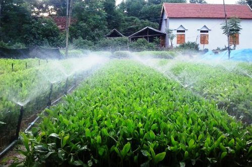 Một vườn ươm cây giống ở huyện Vân Canh