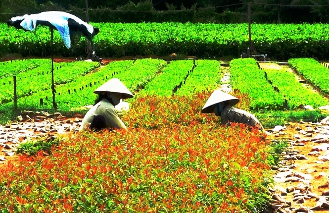Siết quản lý giống lâm nghiệp
