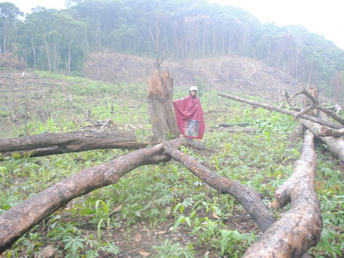 Tại nhiều tỉnh, việc không được hưởng lợi từ rừng khiến người dân phá rừng mà họ được giao quản lý, bảo vệ.  (Ảnh: An Sơn)
