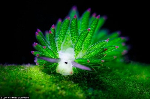 Vẻ ngoài đáng yêu của loài sên biển Costasiella kuroshimae (Nguồn: Daily Mail)