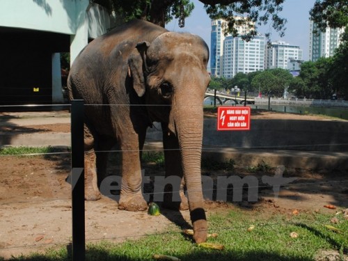 Hệ thống hàng rào điện giúp các cá thể voi tự do di chuyển trong khu bán hoang dã tại Vườn thú Hà Nội (Ảnh: Hùng Võ/Vietnam+)