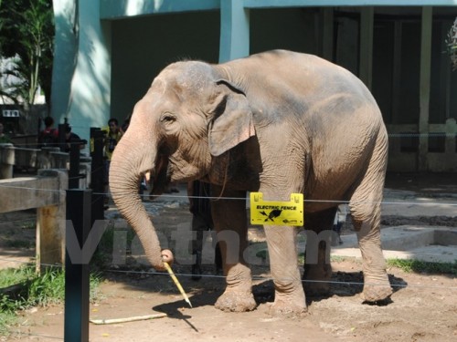 Trải qua nhiều năm tháng bị xích, giờ các cá thể voi tại Vườn thú Hà Nội đã được 'tự do' (Ảnh: Hùng Võ/Vietnam+)