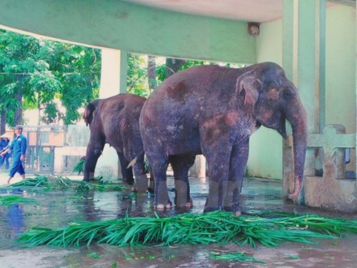 Các cá thể voi từng bị giới hạn trong những cái xích dài 1 mét được buộc vào phần mắt cá chân (Ảnh: Hùng Võ/Vietnam+)