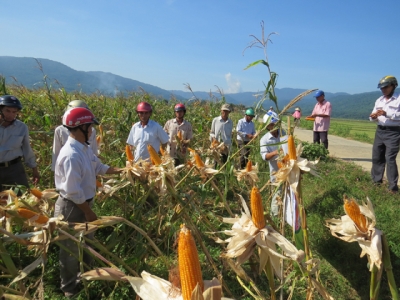 Mô hình chuyển đổi trên đất lúa thiếu nước sang trồng các loại cây hoa màu đã đem lại hiệu quả kinh tế cao cho nông dân Phú Yên (Trong ảnh: Thu hoạch ngô lai ở xã Hòa Thịnh, huyện Tây Hòa)