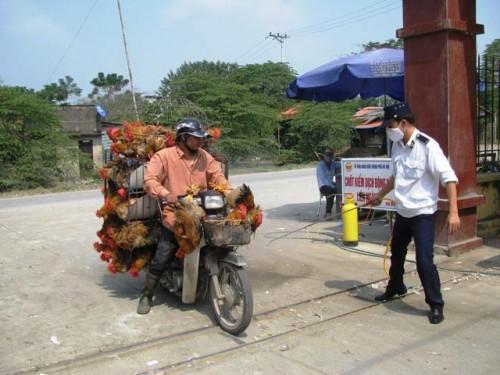 Nhân viên thú y làm thủ tục kiểm dịch thú y gia cầm trước khi vào chợ Hà Vỹ, Hà Nội (Ảnh: Thanh Xuân/Dân Việt)