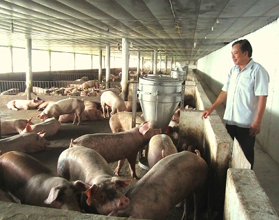 Trang trại chăn nuôi lợn an toàn sinh học của HTX Thống Nhất (Ảnh: Báo Quảng Trị)