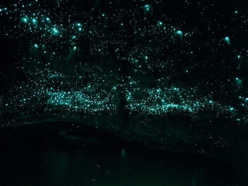 Rất nhiều du khách thích thú di đi thuyền ở các hang động ngầm để ngắm nhìn bầu trời sao làm từ đom đóm trong hang đom đám Waitomo ở quần đảo phía Bắc New Zealand. (Nguồn: Waitomo)