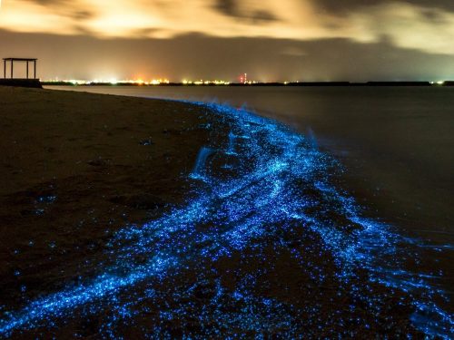 Bờ biển Puerto Rico và Maldives rực sáng nhờ những sinh vật phù du phát sáng. (Nguồn: National Geographic)
