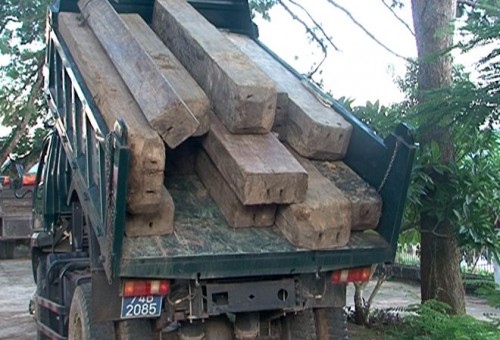 35 hộp gỗ lậu được khai thác ở khu vực biên giới Việt Nam - Lào (Ảnh: Hưng Thơ)