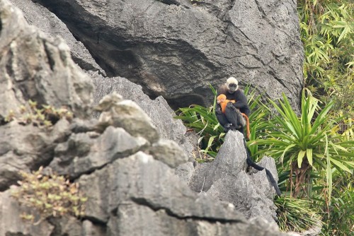 Địa điểm sinh sống của voọc Cát Bà là trên núi đá vôi, với địa thế hiểm trở. (Ảnh: Lâm Khánh/TTXVN)