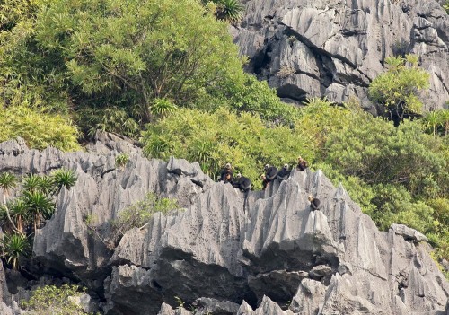 Sinh cảnh của voọc Cát Bà là rừng trên núi đá vôi tại Vườn Quốc gia Cát Bà. (Ảnh: Lâm Khánh/TTXVN)