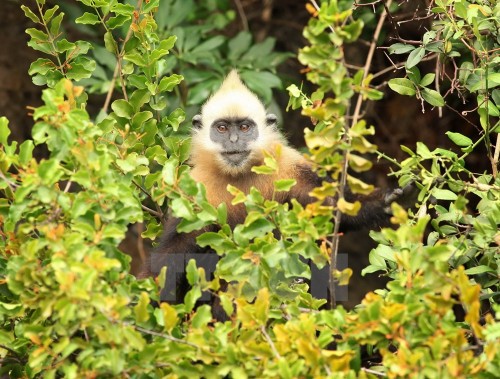 Voọc Cát Bà mới sinh có lông màu vàng, khi trưởng thành sẽ chuyển dần sang màu đen ở thân, đầu, vai và lưng màu trắng vàng. (Ảnh: Lâm Khánh/TTXVN)