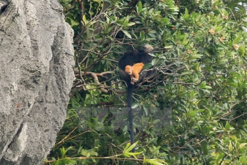 Một cá thể voọc Cát Bà và 1 cá thể voọc non đang kiếm ăn tại Vườn Quốc gia Cát Bà. (Ảnh: Lâm Khánh/TTXVN)