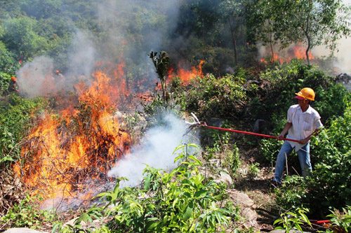 Một vụ cháy rừng tại Quảng Nam