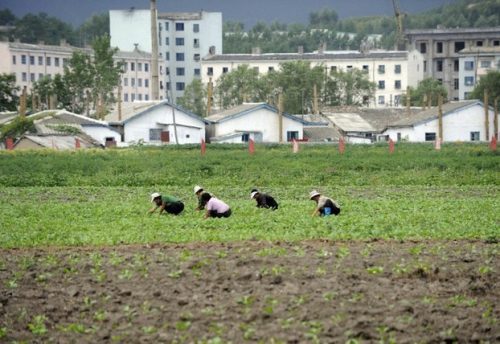Một nông trang ở Triều Tiên, năm 2011 (Nguồn: AFP)