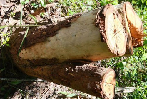 Tàn phá rừng ở danh thắng Quốc gia hồ Phú Ninh