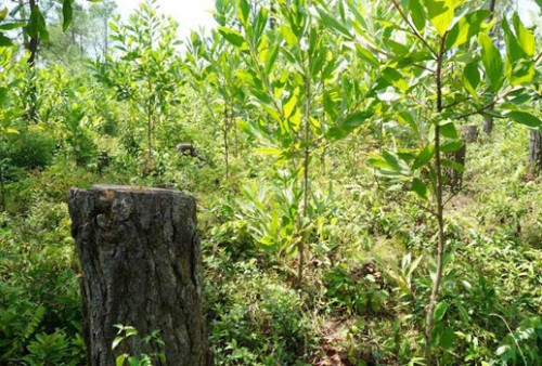 Tàn phá rừng Caribe để trồng thông tại rừng phòng hộ Phú Ninh