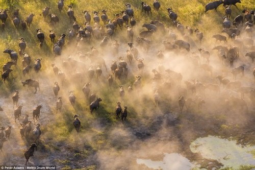 Đồng bằng Okavango đã được UNESCO công nhận là di sản thế giới thứ 1.000 vào tháng 6/2014 (Nguồn: Daily Mail).