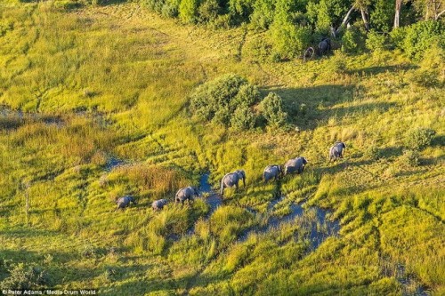 Đồng bằng Okavango đã được UNESCO công nhận là di sản thế giới thứ 1.000 vào tháng 6/2014 (Nguồn: Daily Mail)
