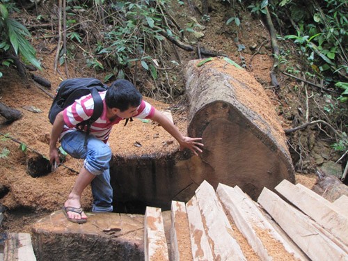 Tàn phá rừng ở Quảng Nam