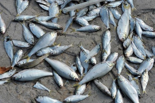 iệc cá chết nhiều khả năng là do thiếu ôxy. (Nguồn: CCTV)