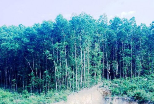 Rừng trồng ở xã Tam Đại, huyện Phú Ninh, Quảng Nam