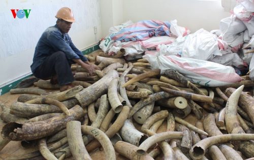 Đây là lô hàng có nguồn gốc từ Nigeria, nhập về cảng Tiên Sa từ ngày 11/8. Khi nhập cảnh, chủ lô hàng khai báo là gỗ, tuy nhiên qua khám xét đã phát hiện 63 túi đựng ngà voi châu Phi được ngụy trang tinh vi bên trong chứa hàng ngàn thanh gỗ. 