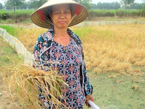 Bà Đinh Thị Chấn buồn rầu vì lúa ở hơn 1 mẫu ruộng đã chết héo (Ảnh: Hồng Vũ/Dân Việt)