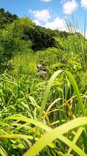 Băng qua những cánh rừng cỏ tranh cao ngập đầu người. 