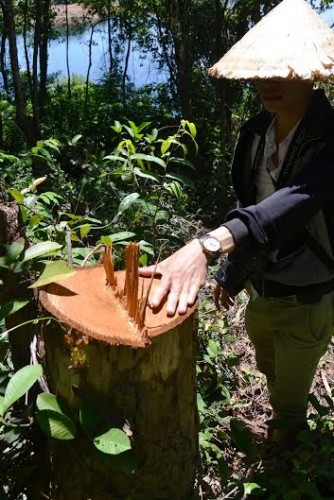 Tàn phá rừng ở danh thắng quốc gia hồ Phú Ninh