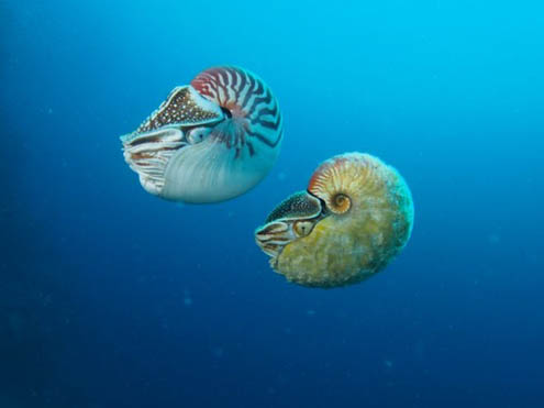 Ốc anh vũ thuộc chi Allonautilus (dưới) và ốc anh vũ thuộc chi Nautilus. (Nguồn: Peter Ward)