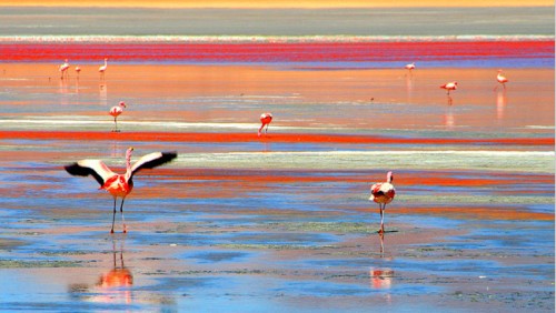 Hồ chứa hàm lượng muối cao, màu đỏ của hồ có nguồn gốc từ tảo và các loài sinh vật khác. Đặc biệt, đây còn là nơi mà chim hồng hạc chọn làm nơi sinh sản.