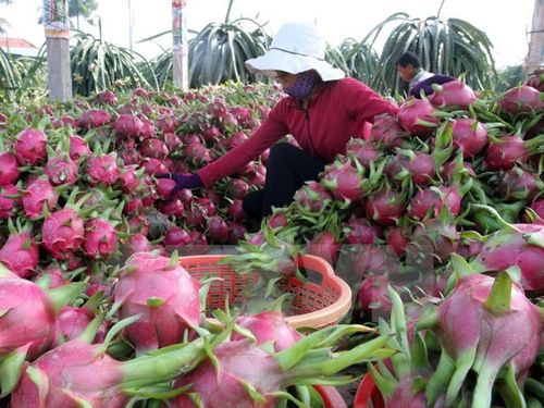 Huyện Châu Thành, tỉnh Long An thực hiện hiệu quả đề án chuyển đổi cơ cấu cây trồng (Ảnh: TTXVN)