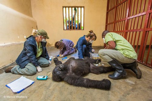Các nhân viên y tế chăm sóc một con khỉ đột ở công viên quốc gia Virunga, Congo. Bức ảnh của Marcus Westberg
