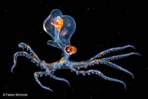 Con bạch tuộc quý hiếm trong vùng nước sâu của bờ biển tạiTahiti, Polynesia thuộc Pháp. Bức ảnh của Fabien Michenet