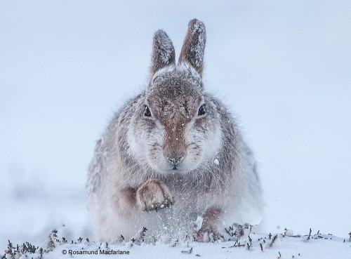 Một con thỏ rừng ở Scotland ngụy trang trong tuyết. Bức ảnh của nhiếp ảnh gia Rosamund Macfarlane