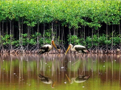 Vườn quốc gia Côn Đảo được Ban Thư ký Công ước Ramsar thế giới công nhận là khu đất ngập nước (Nguồn: TTXVN)