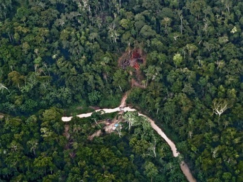 Đường đi của lâm tặc vào rừng Amazon (Ảnh: mongabay.com)
