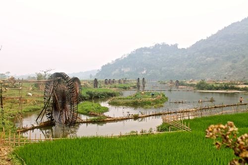 Ruộng lúa ở Nghệ An (Ảnh: Hoàng Xuân Thủy/PanNature)