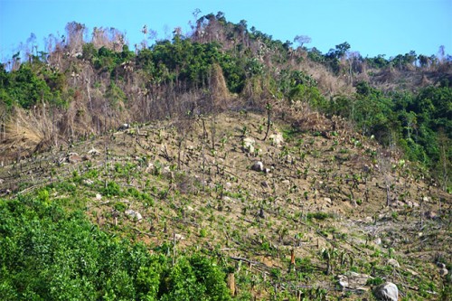 Những cánh rừng đầu nguồn ở xã Yên Hợp, huyện Quỳ Hợp, tỉnh Nghệ An giờ chỉ còn là đồi núi trọc (Ảnh: Quang Đại) 